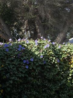 The Garden Escape Slow Living by Beach and Wildlife - 3