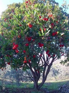 Villa Milù - Spoleto - 7