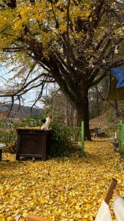 가평 야옹이네 Near Seoul Healing Stay Cats, BBQ, Korean Firepit Nights - 7