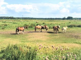 Pommernhof am Stettiner Haff - 5