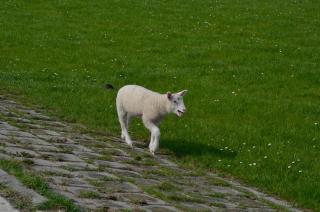 Ferienwohnung Kleine Krabbe, FeWo Vermittlung Nordsee - 3