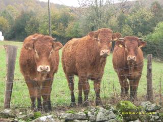 Gîte de Rouayras - 6