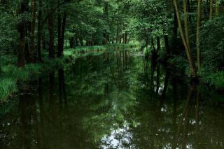 Ferienwohnung Spreewald pur - 8