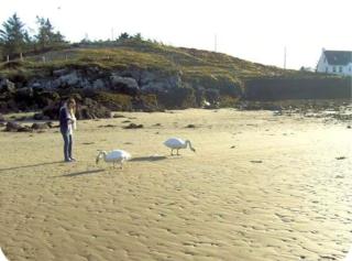 Portnacross Seaside Cottage - 9
