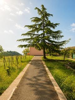 Casale alle Vigne - Trecastagni - 7