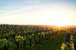 Le Cocon du Vignoble - 7