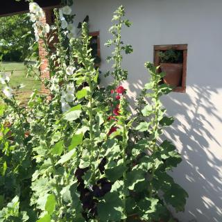 Gite La Petite Maison Mazères - 3