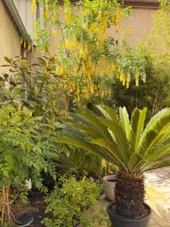 Villa des dames 40m2,jardin fleuri - 8