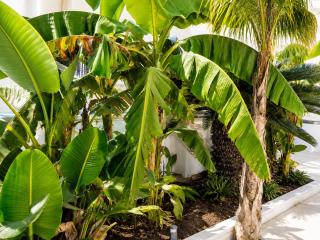 Monolocale elegante con design moderno e atmosfera tropical chic - 1