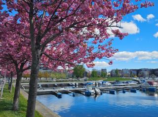 Bystrandapark havutsikt leilighet - 4