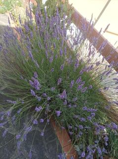 Casa Lavanda a Bibbona - 1