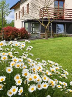 Daisy - Lokev - 9