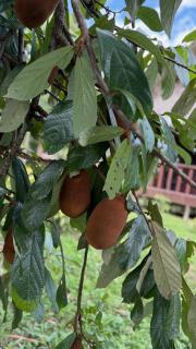 Tambopata Haven lodge - 8