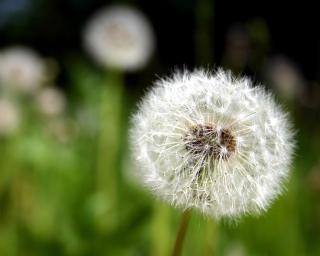 Ferienwohnung Pusteblume - Wildemann - 0