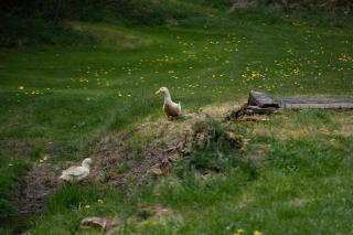 Glamping Hive by Stream - 1