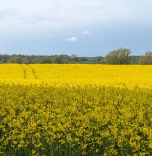 FeWo Am Feldrand - 1