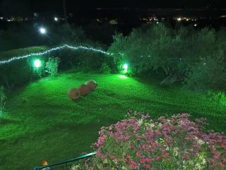 Dimitra's garden - Kalamata - 6