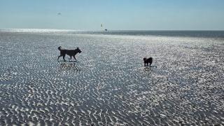 The Ivy Caravan - Dog Friendly & Fully Accessible - 8