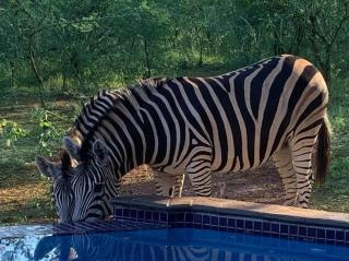 ipharadesi - infitinity pool - free roaming wildlife - 8