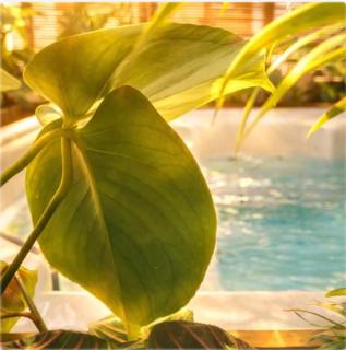 Trinidad Vibes - Suite and Spa - 9