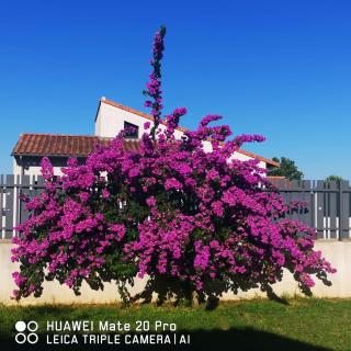 Pool House Petite Camargue - 1