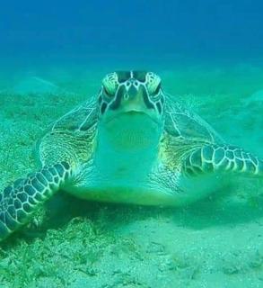 Diving with turtles - 2