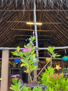 WoodPacker Hostel Auroville Pondicherry - 6