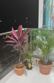 Aesthetic1BHK APT 5 min walk beach - 1