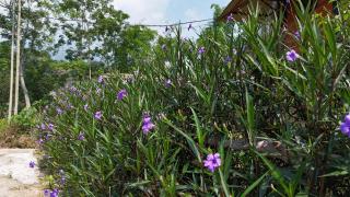 Tay Na Bon Homestay & Travel - Làng Lap - 1