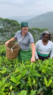 Tea Cottage Resort & Spa - Nawalapitiya - 7