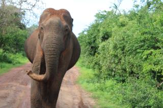 Kumana Safari Camp-Community based mobile Camping - 9