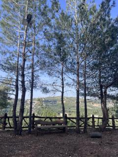 Horizon Pines - 7