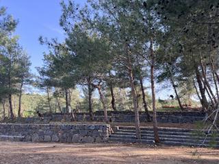 Horizon Pines - 6