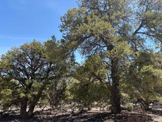 Cedar Mountain Glamping - 4