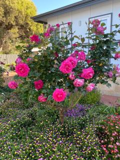 Southerly Studio - Augusta - 9