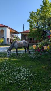 Martvili Guest House OASIS - 6