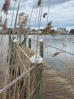 The Blue Heron - 2
