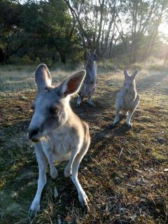 Macedon Ranges Glamping with kangaroos - Studio - 6