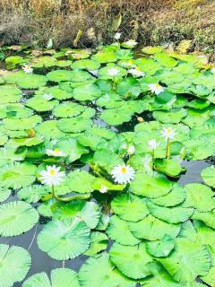 Water Bamboo House & Durian Villa FarmStay - 5