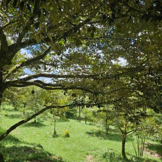 Water Bamboo House & Durian Villa FarmStay - 3