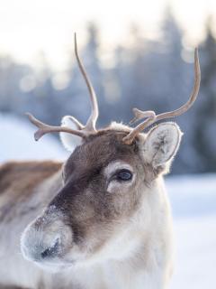 North Suite Amber by Holiday in Lapland - 2