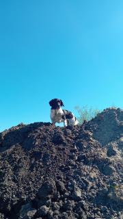 Alloro-dog - 4