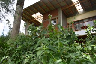 Camphor Mountain View - 4