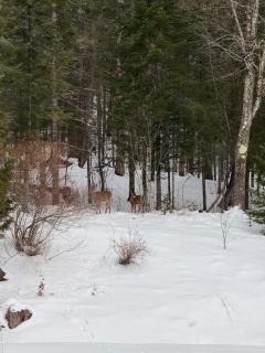 Chalet Le Merlot - 2