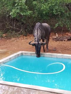 Croco-Manzi Modern Family Retreat in Marloth Park - 1