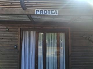 Protea - 0