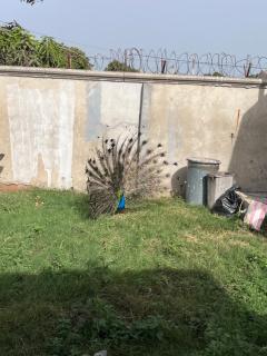 Sumanya guest house - 1