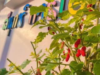 The Linux Garden Hotel (City Amphur Muang Yala) - 7