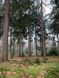 Huisje DeLiLa - Opladen aan de rand van het bos - 4