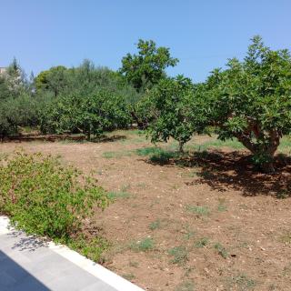 VILLA FICURINIA Castellammare del Golfo con Piscina ad uso esclusivo - 2